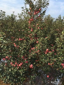 正宗山東煙臺紅富士一級果上市，新鮮水果零售